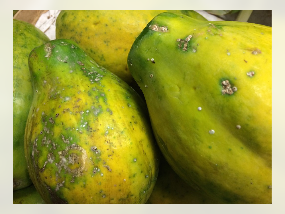 PAPAYA