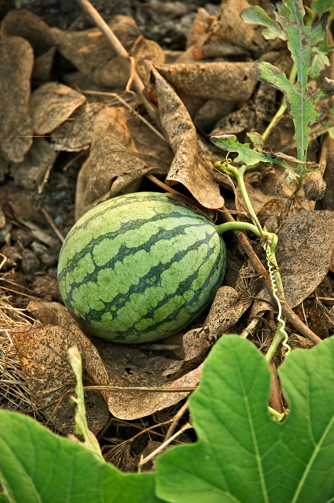 KARPUZ