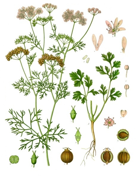 KİŞNİŞ