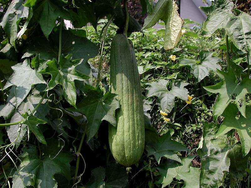 LİF KABAĞI