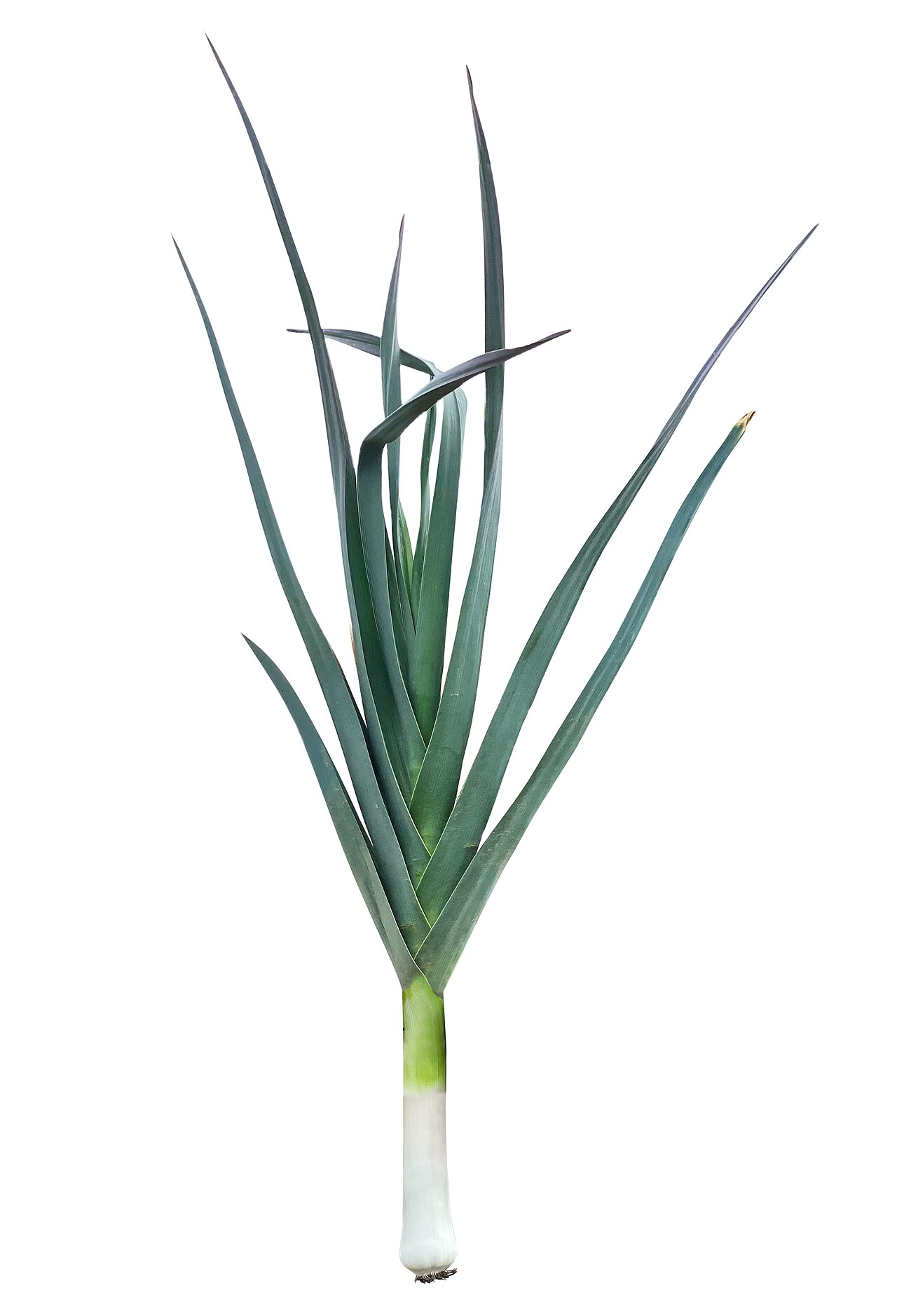 PIRASA