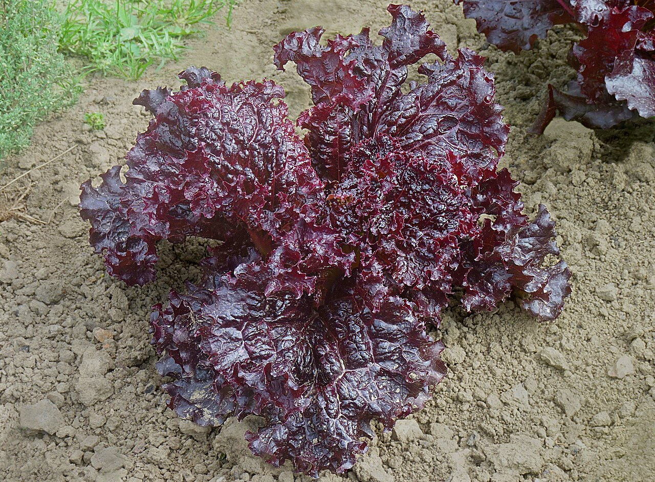 POLOROSSA