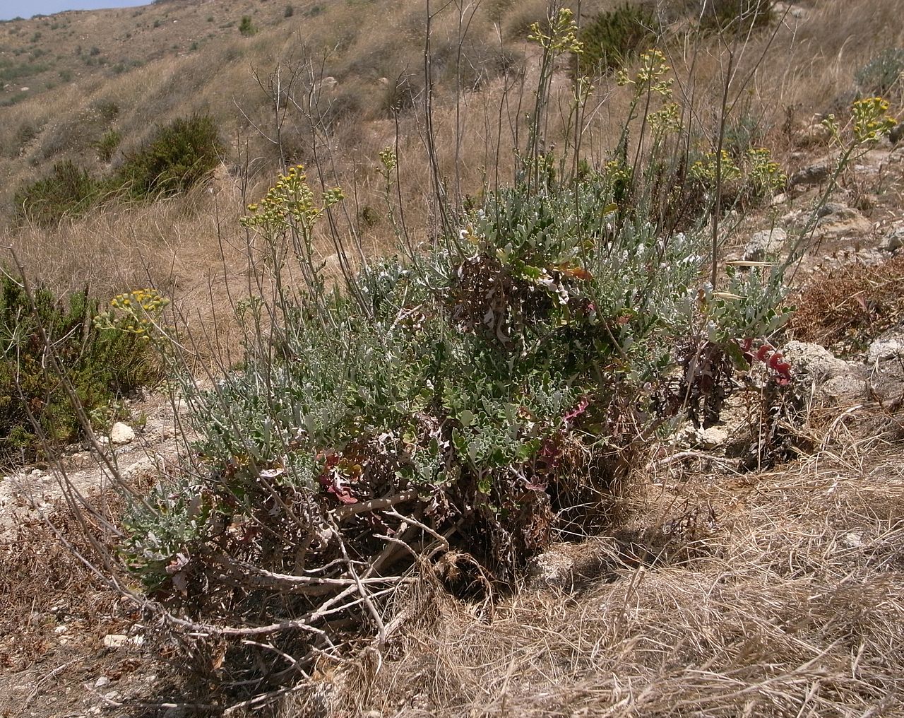 KÜL ÇİÇEĞİ
