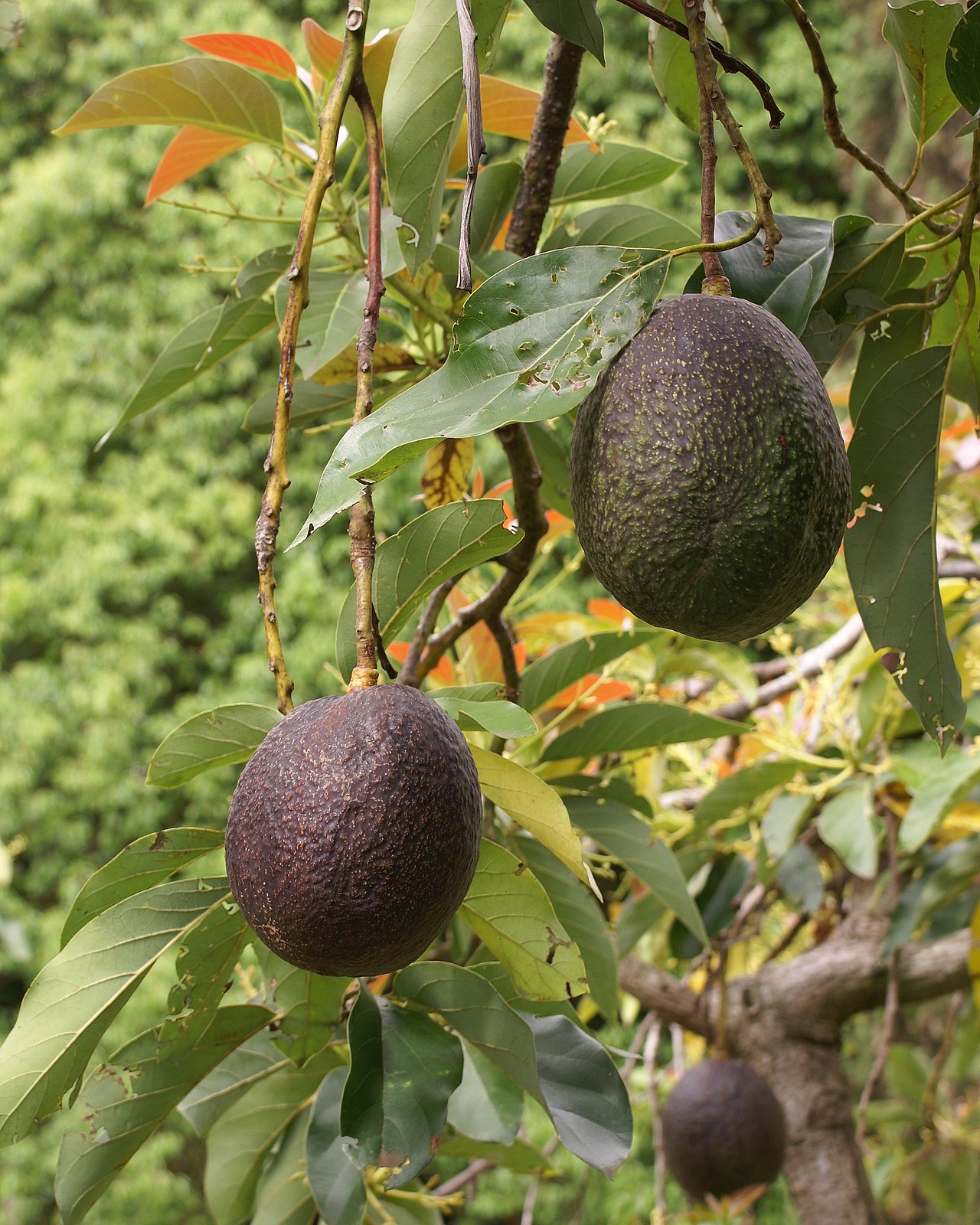 AVOKADO FİDANI