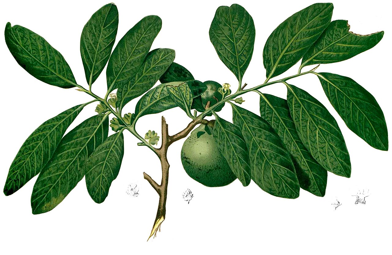 BLACK SAPOTE FİDANI