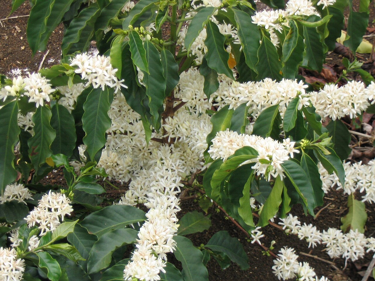 COFFEA ARABİCA FİDANI