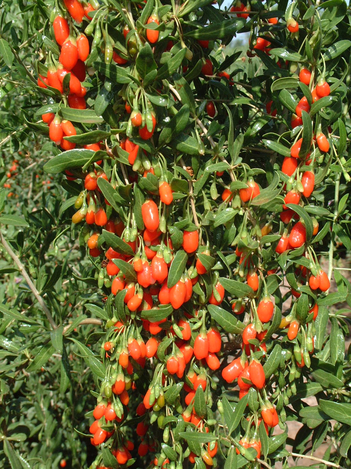 GOJİ BERRY FİDANI