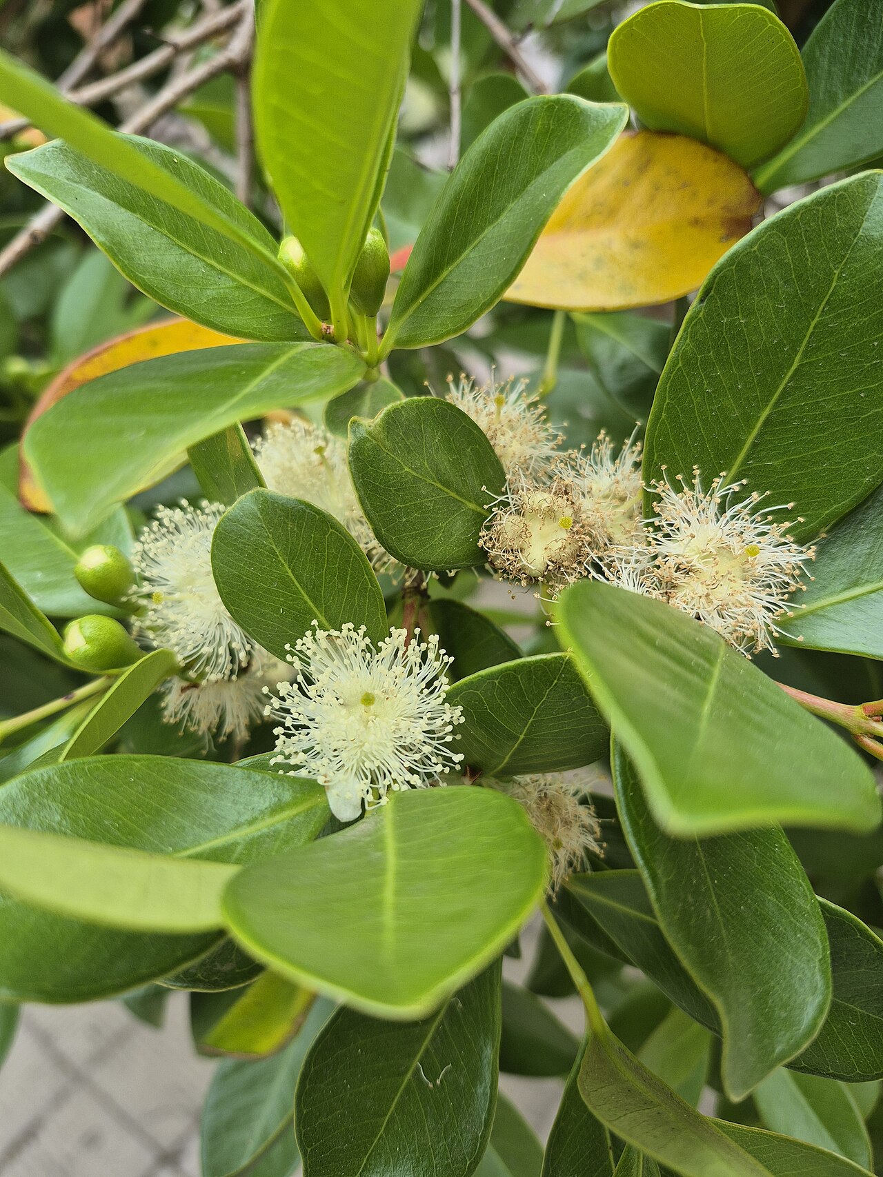 GUAVA FİDANI