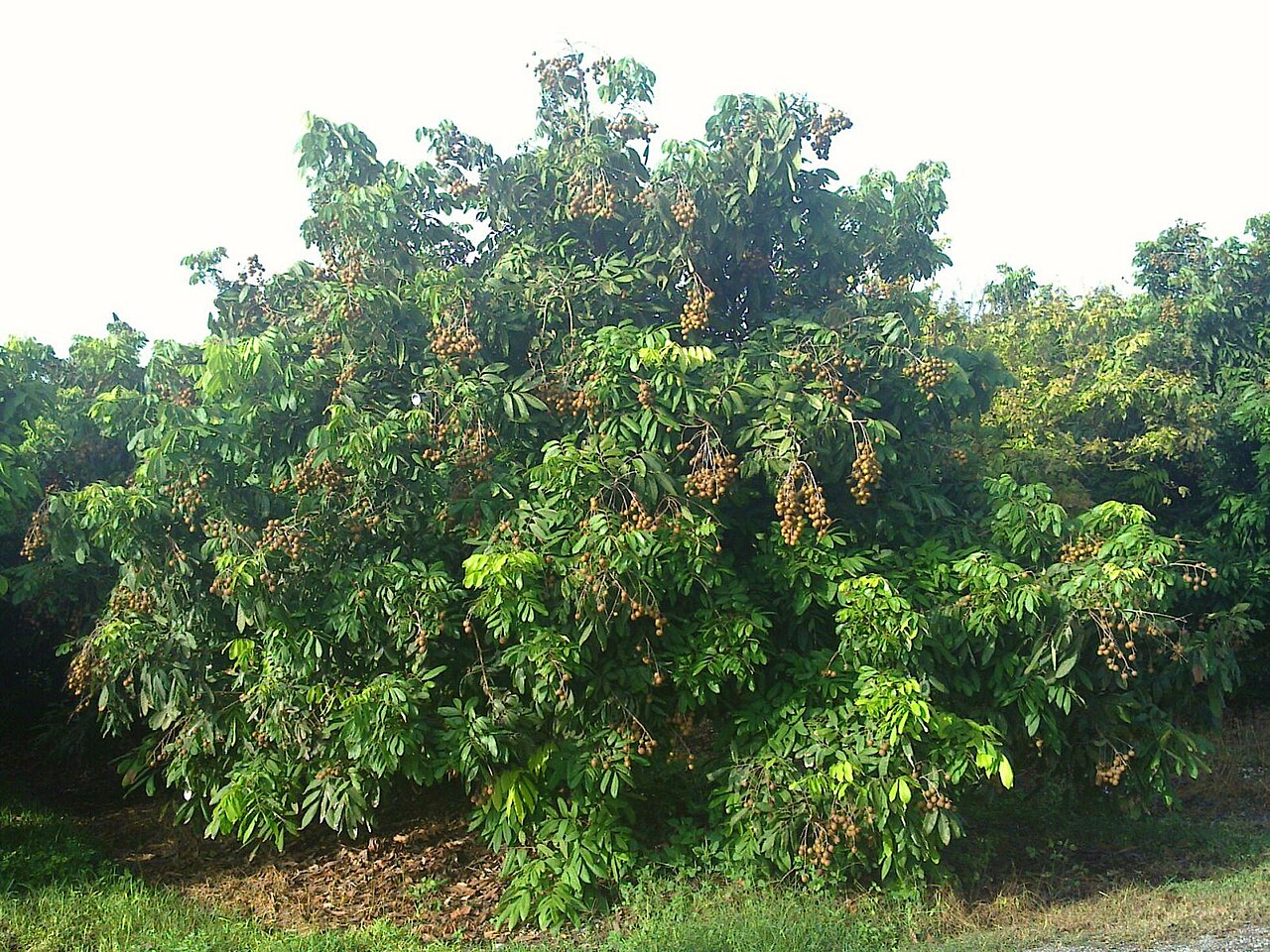 LONGAN FİDANI