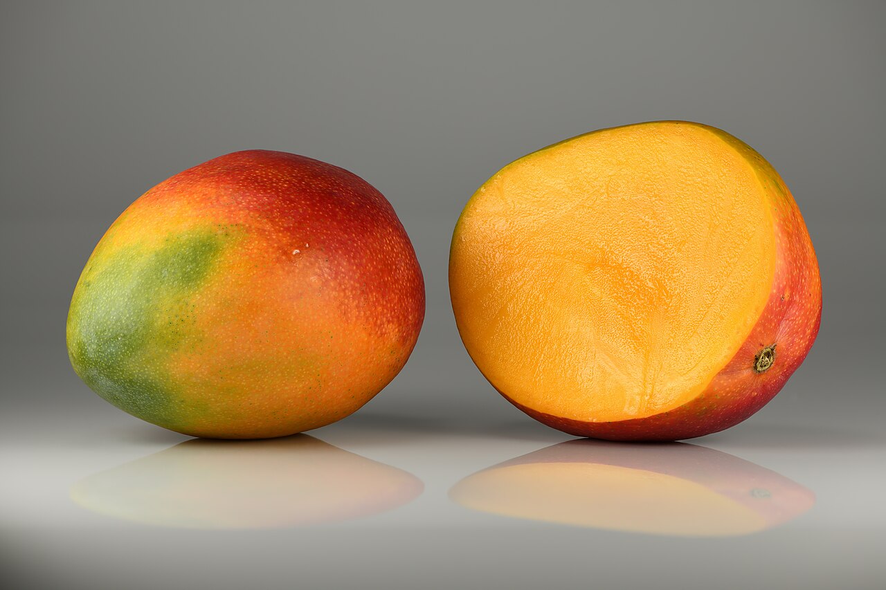MANGO FİDANI