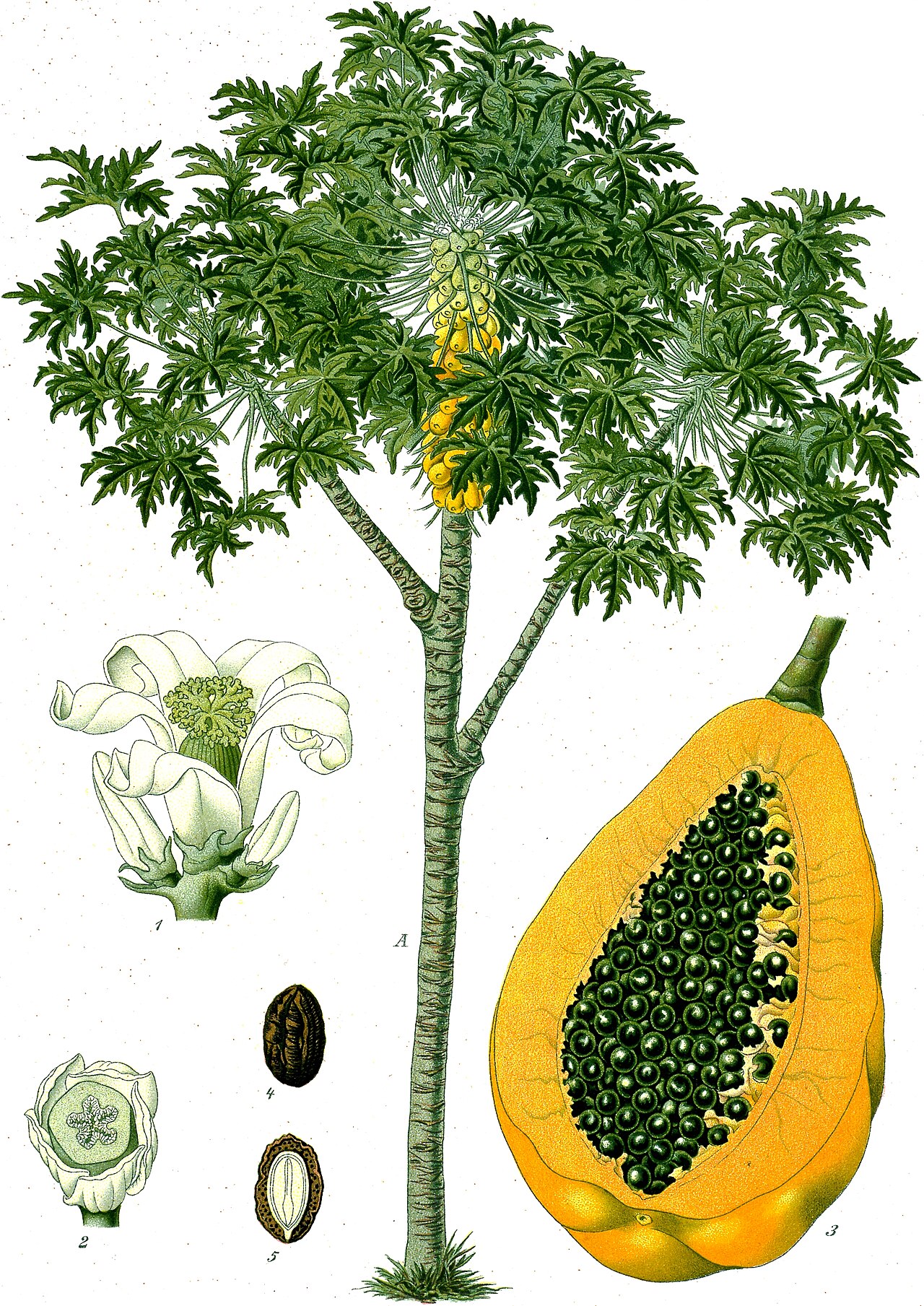 PAPAYA FİDANI