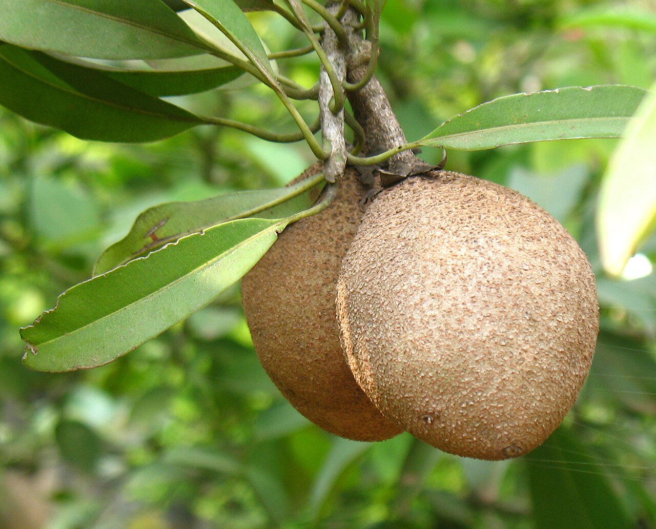 SAPODİLLA FİDANI