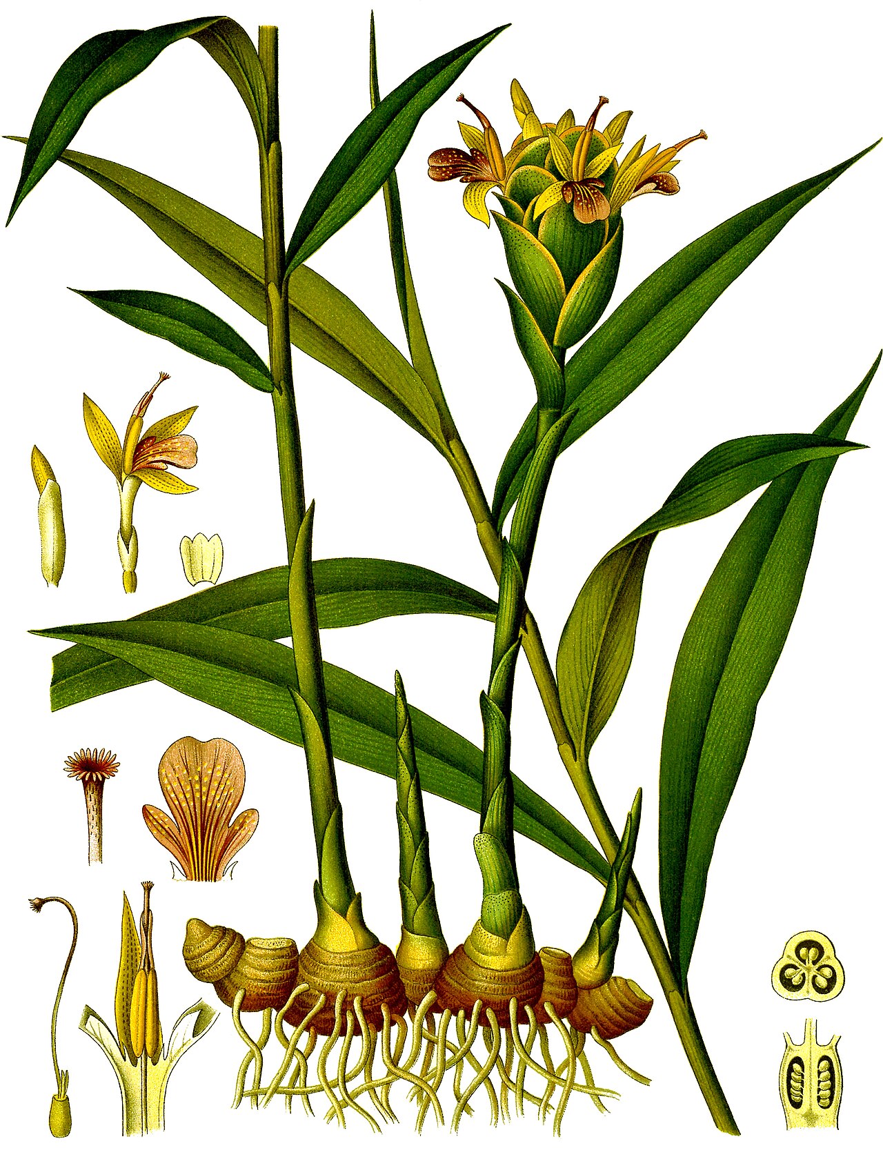 ZENCEFİL FİDANI