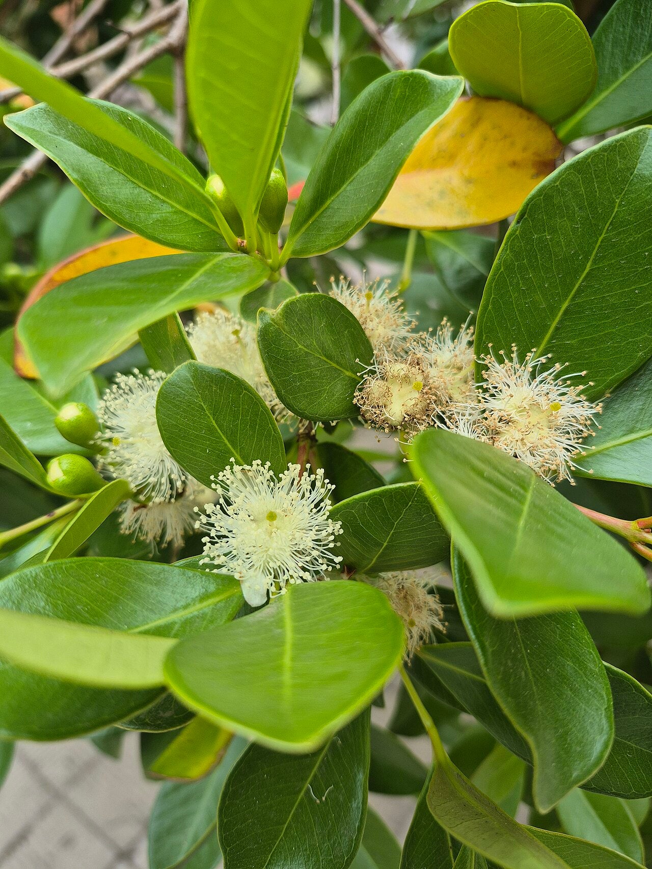 ÇİLEK GUAVA FİDANI