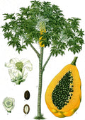 PAPAYA FİDANI
