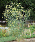 REZENE
