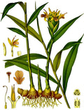 ZENCEFİL FİDANI
