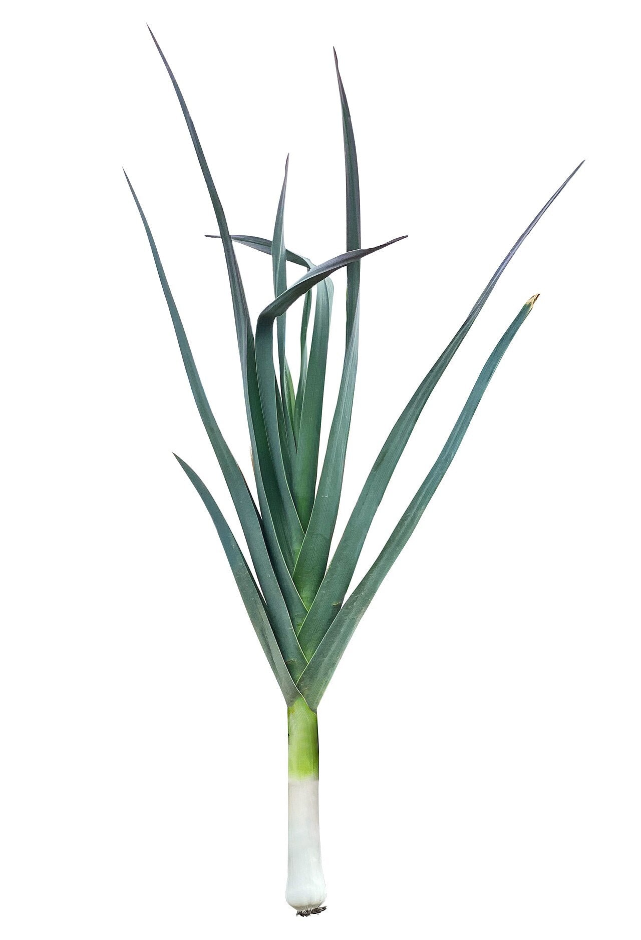 PIRASA