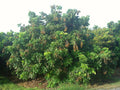 LONGAN ÇEKİRDEĞİ