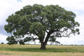 MARULA
