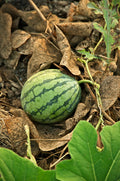 KARPUZ