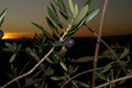 GEMLİK ZEYTİN