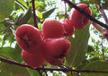 JAMBU