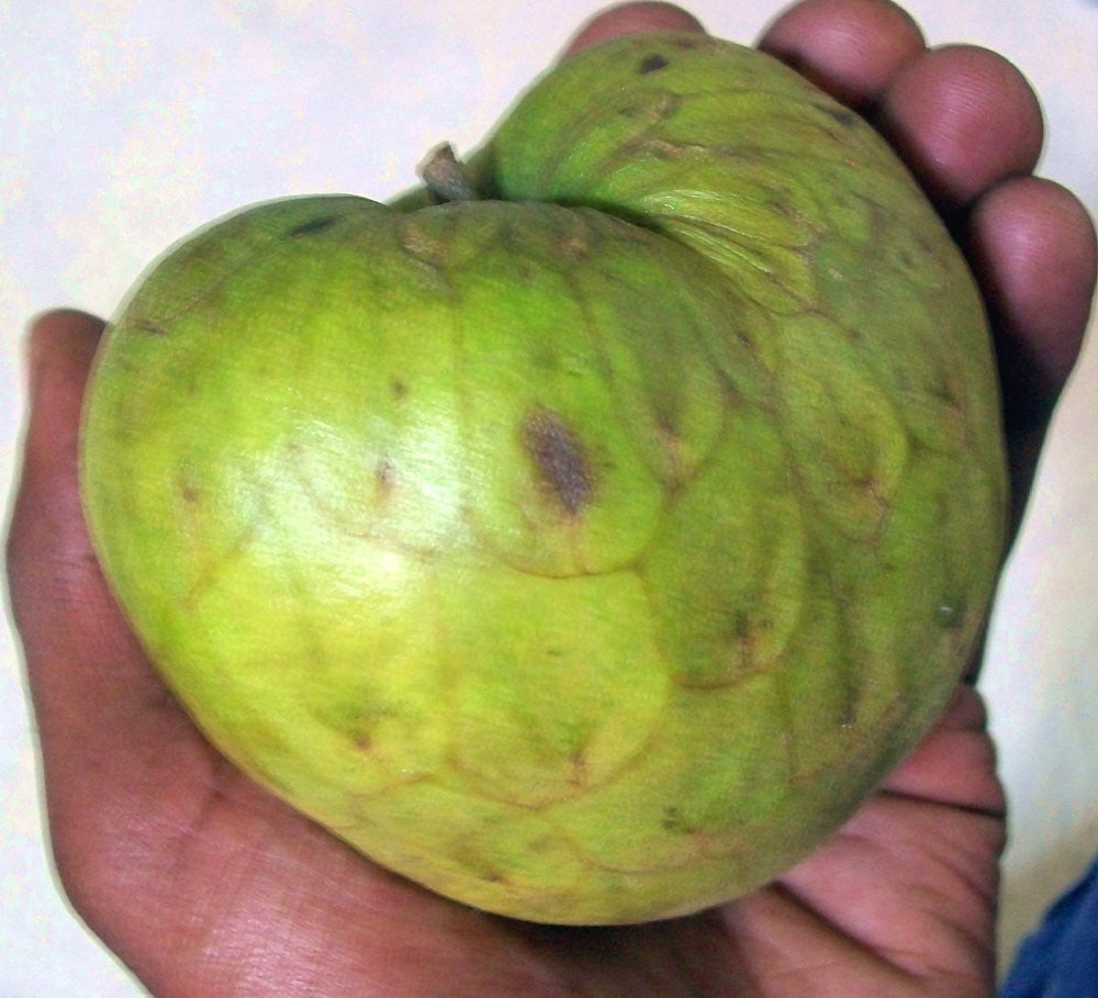 ŞEKER ELMASI