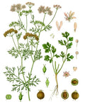 KİŞNİŞ