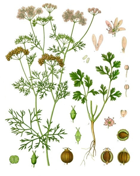 KİŞNİŞ