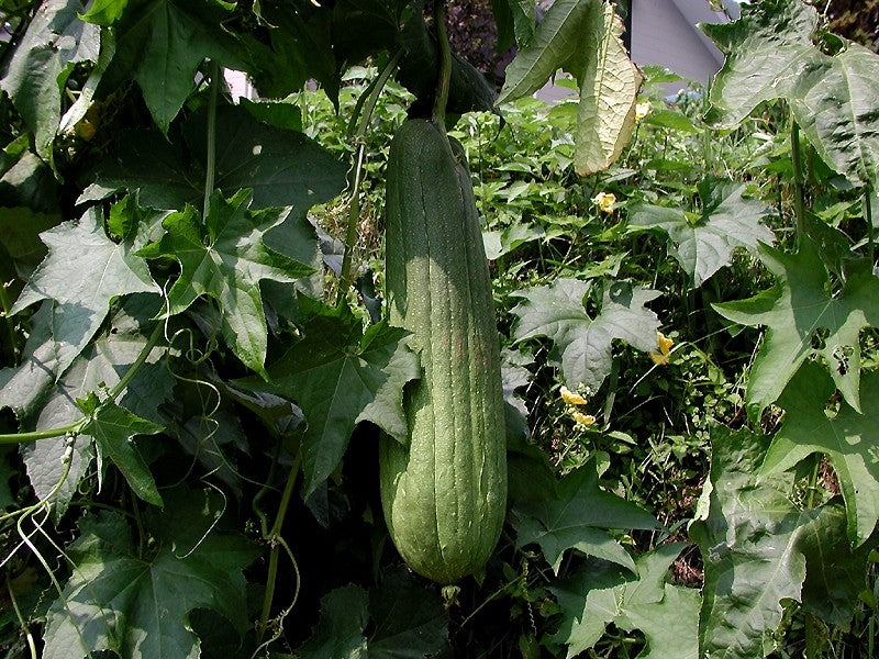 LİF KABAĞI